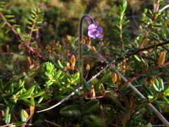 Pinguicula villosa