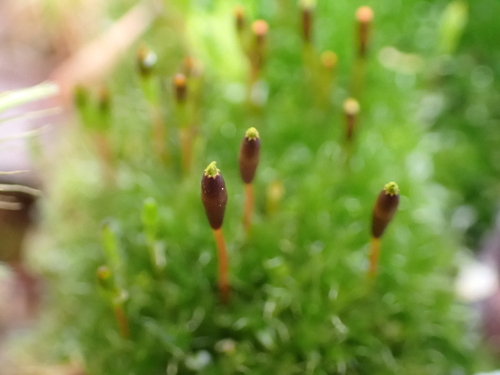 Austral Poop Moss (Tayloria octoblepharum)