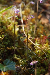 Pinguicula villosa