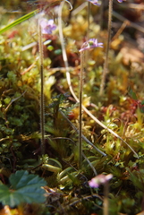 Pinguicula villosa