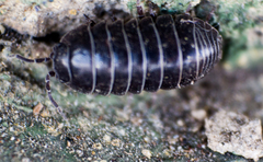 Armadillidium vulgare
