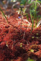 Pinguicula villosa