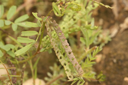 One-flowered Horseshoe-vetch (Hippocrepis unisiliquosa)