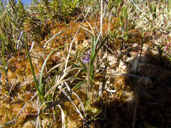 Pinguicula villosa