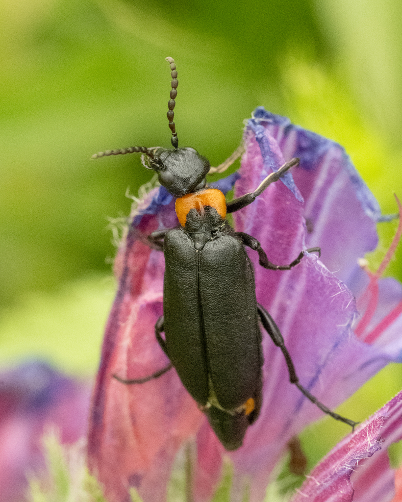 Alosimus brevicornis