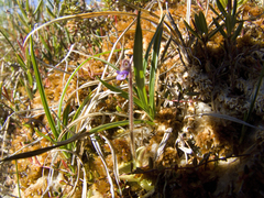 Pinguicula villosa