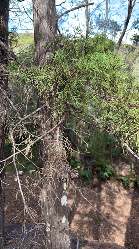Cupressus macrocarpa observed 2026-04-02