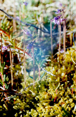 Pinguicula villosa