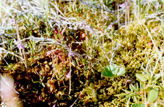 Pinguicula villosa