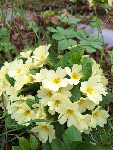Primrose
