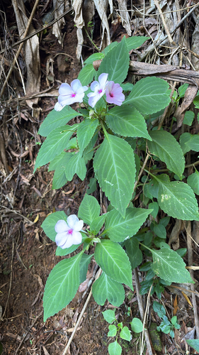 Impatiens walleriana, 2026-04-02