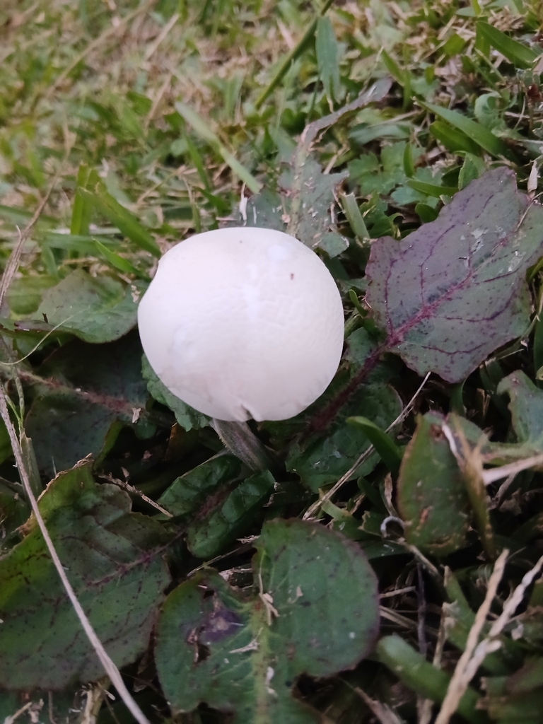 Leucocoprinus leucothites · April 2026 · photo: © mphnz (iNaturalist, cc0)