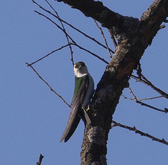 Tachycineta thalassina