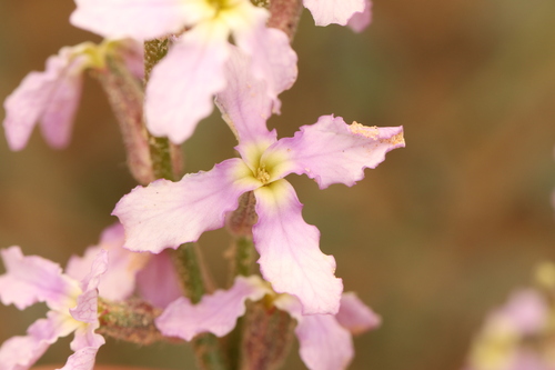 Evening Stock (Matthiola longipetala)