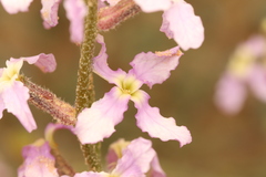 Matthiola longipetala
