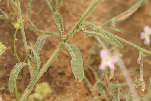 Matthiola longipetala, photograph 2