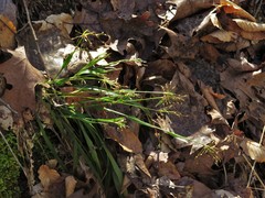 Luzula acuminata carolinae