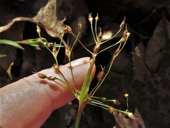 Luzula acuminata carolinae