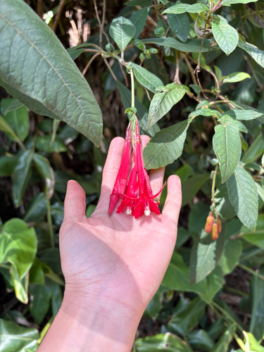 Fuchsia boliviana observed 2026-04-02