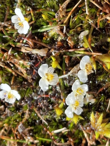 Euphrasia disperma observed 2026-03-31