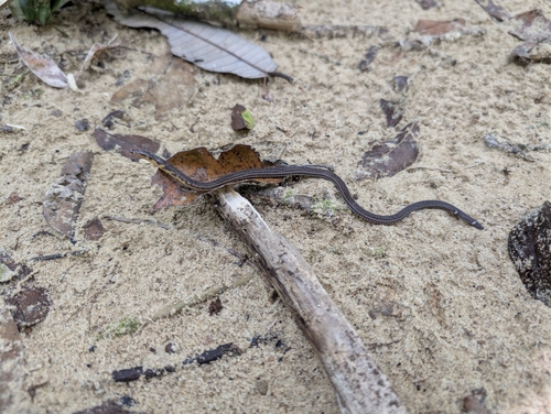 Bornean Reed Snake