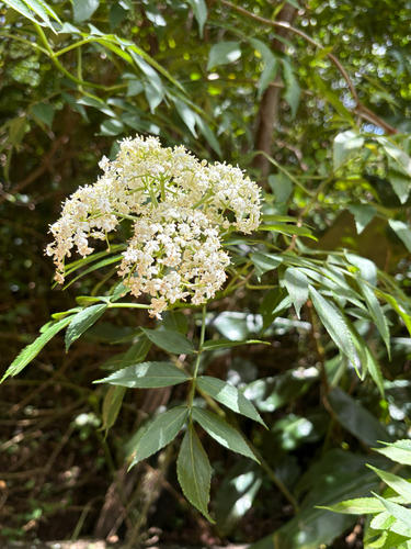 Sambucus canadensis observed 2026-04-02