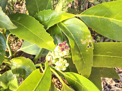 Aucuba japonica