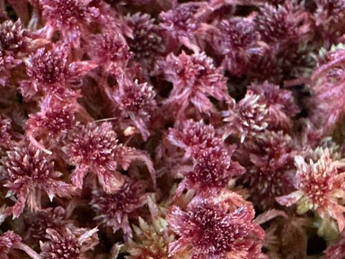 Sphagnum bartlettianum, 2026-03-07