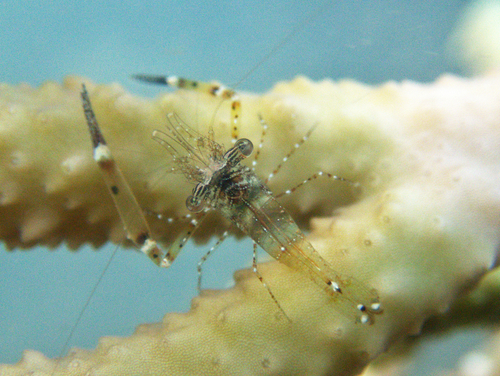 Periclimenella spinifera observed 2026-03-30