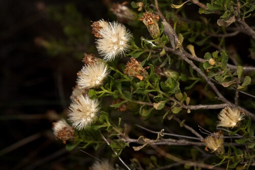 Mueller Daisy-bush (Olearia muelleri)