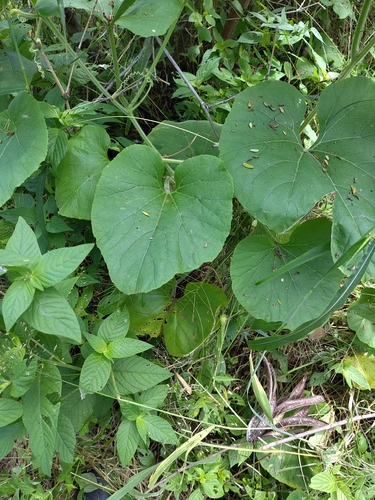 Lagenaria siceraria