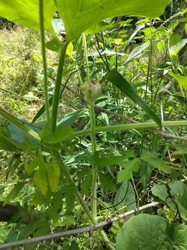 Lagenaria siceraria