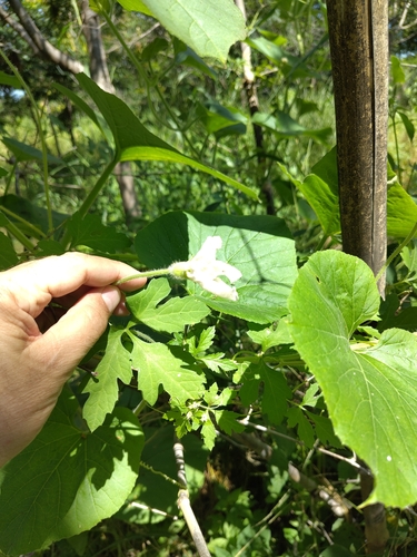 Lagenaria siceraria