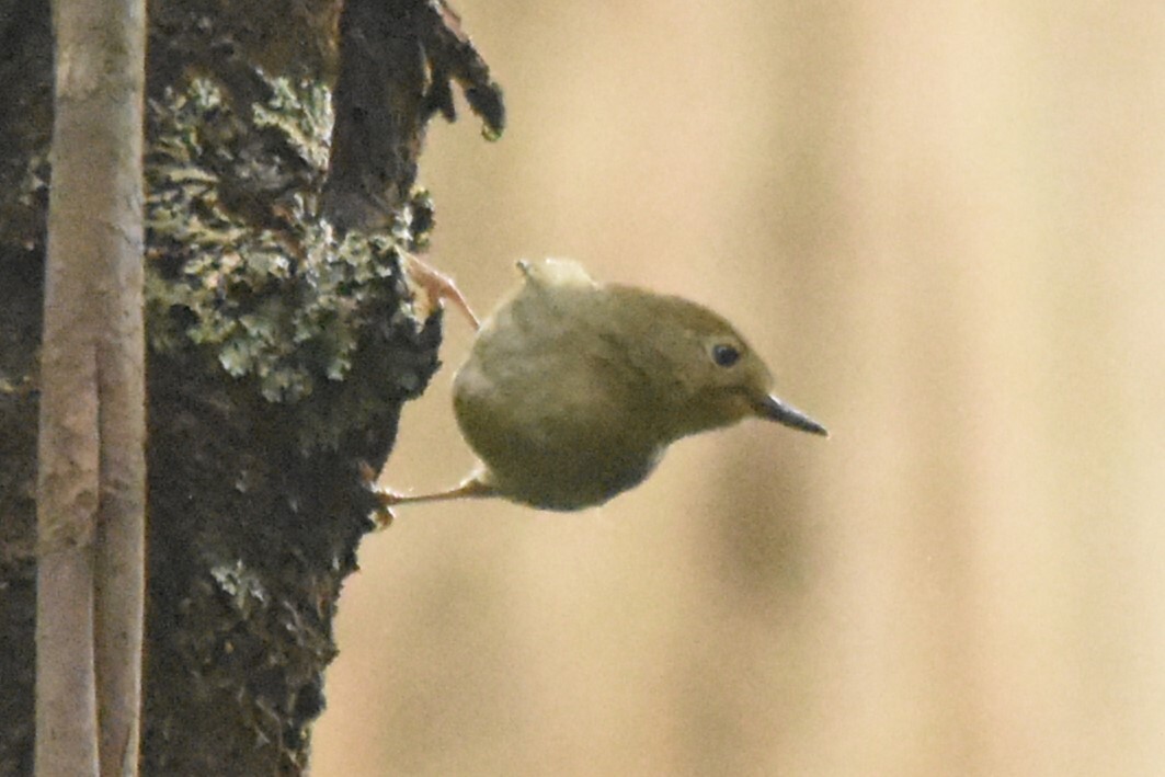 Large-billed Scrubwren (Sericornis magnirostra), photo 10