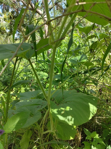 Lagenaria siceraria