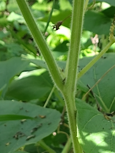 Lagenaria siceraria