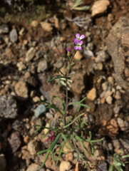 Sibara filifolia