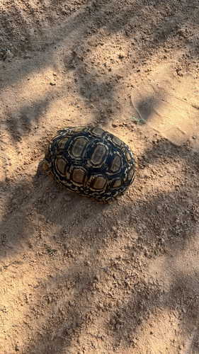 Leopard Tortoise