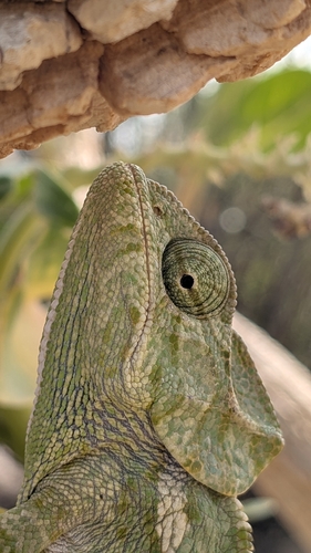 Chamaeleo chamaeleon orientalis