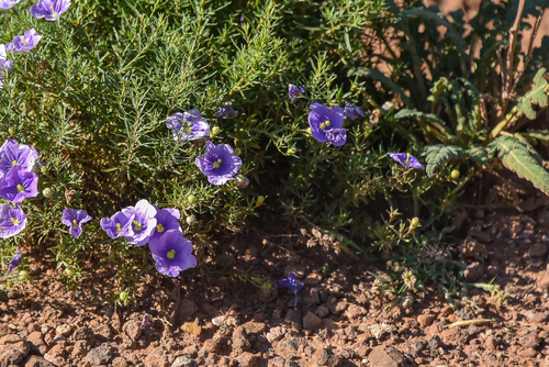 dwarf cupflower