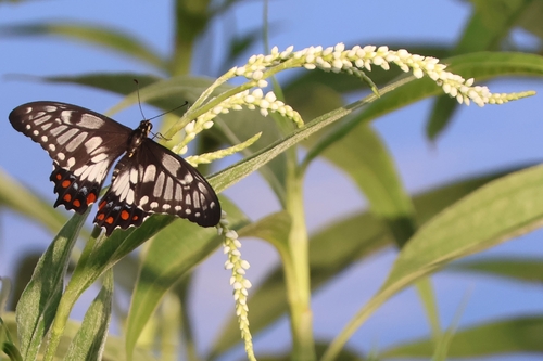Dainty Swallowtail