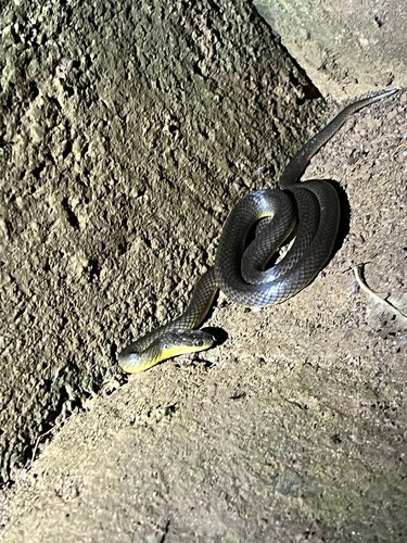 Photo of a Yellow-flanked Snake (Crotaphopeltis degeni)