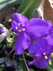 Tradescantia ernestiana
