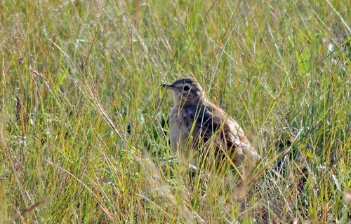 African Pipit