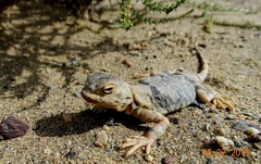 Phrynocephalus versicolor