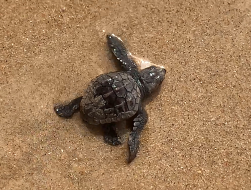 Caretta caretta
