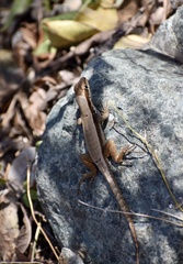 Leiocephalus macropus