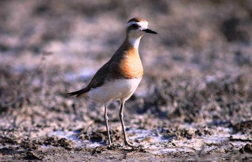 iNaturalist image
