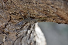 Anolis argenteolus