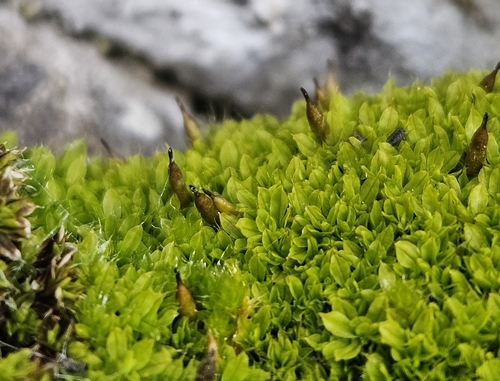 Intermediate Candle Snuffer Moss (Encalypta pilifera)